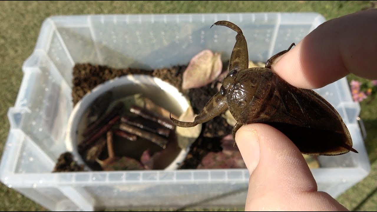 Lethocerus deyrollei сделал случай воспитания, который легко впадает в спячку.