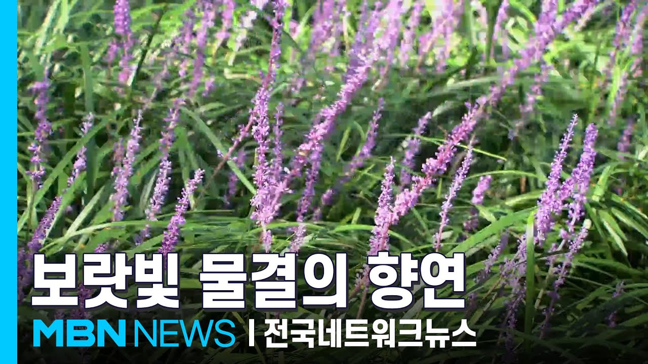 보랏빛 물결의 향연…서천 맥문동꽃 축제 개막 [전국네트워크]