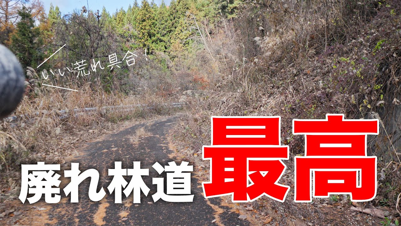 冬鳥が一番見れるのはそのへんの廃れ果てた林道です。