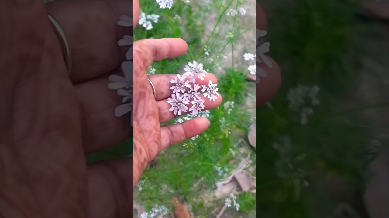 🥰 #nature#flowers#🪴😍