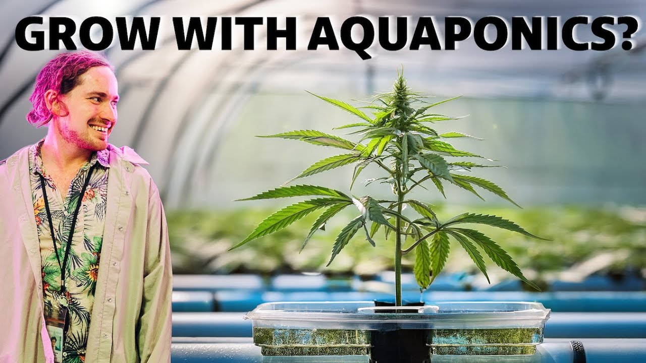 Can you grow Cannabis in Aquaponics?