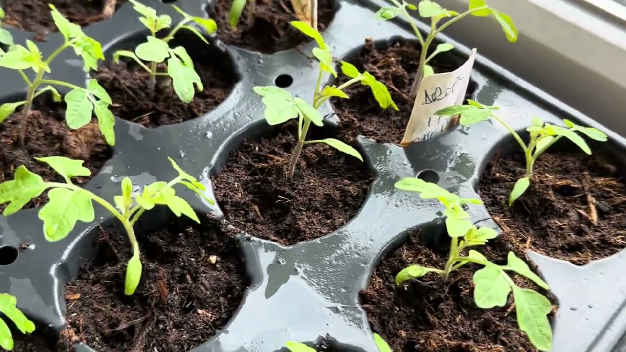 Răsaduri repicate  acum două săptămâni 