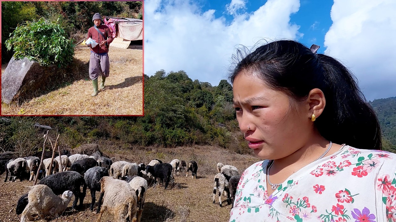 manjita & somuhang with their sheep herd in the jungle || shepherd life of Nepal ||