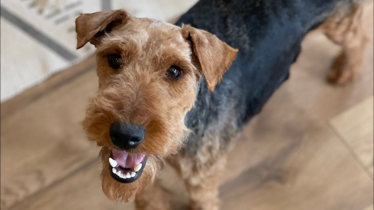 Rosalie- Adult Welsh Terrier (retired)