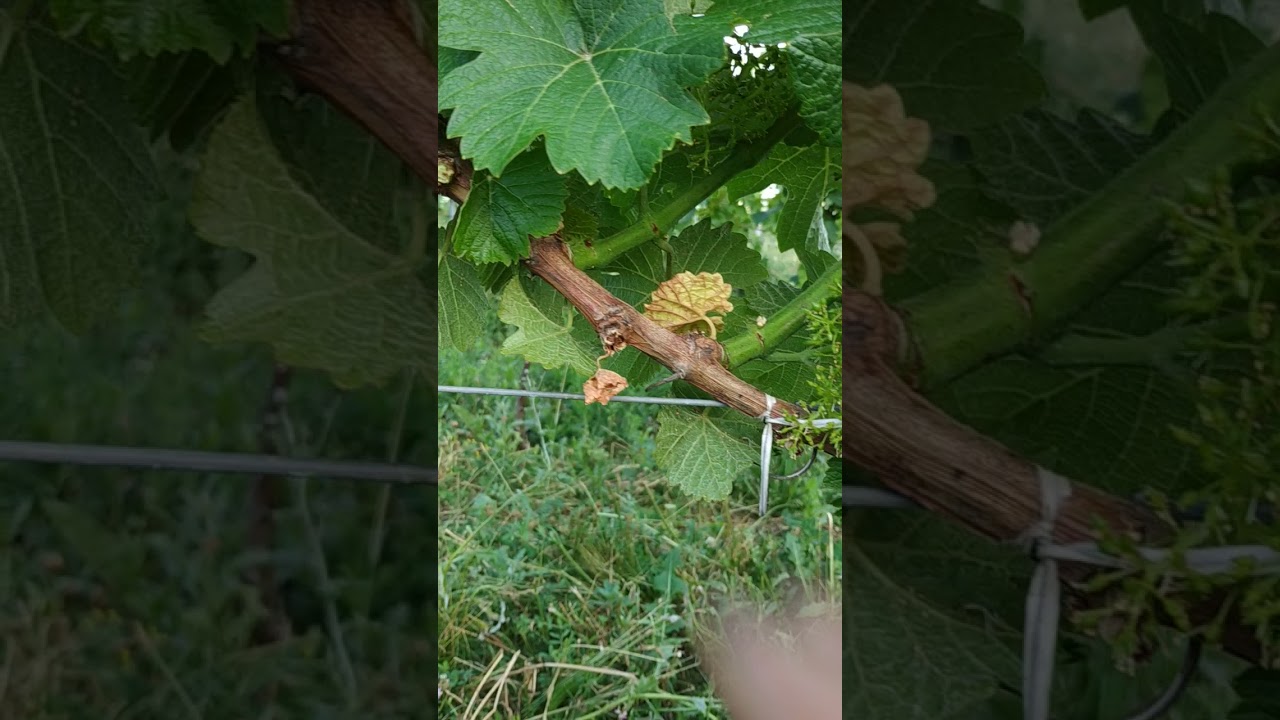 práce ve vinici - vylamování letorostů (fazochů)