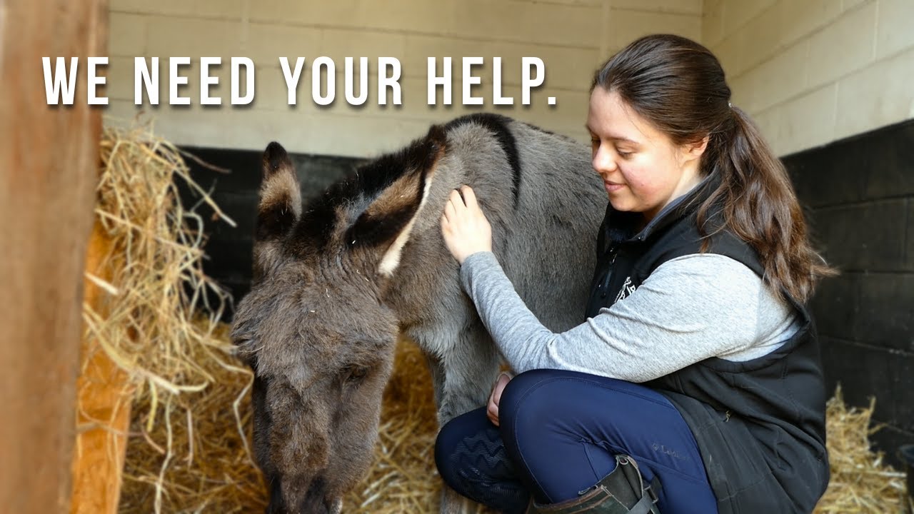 Wonkey Donkey, The People's Sactuary