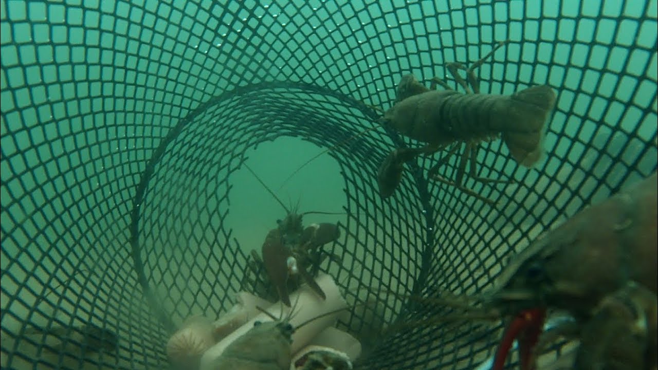 Oregon Crawfish catch & cook plus UNDERWATER footage