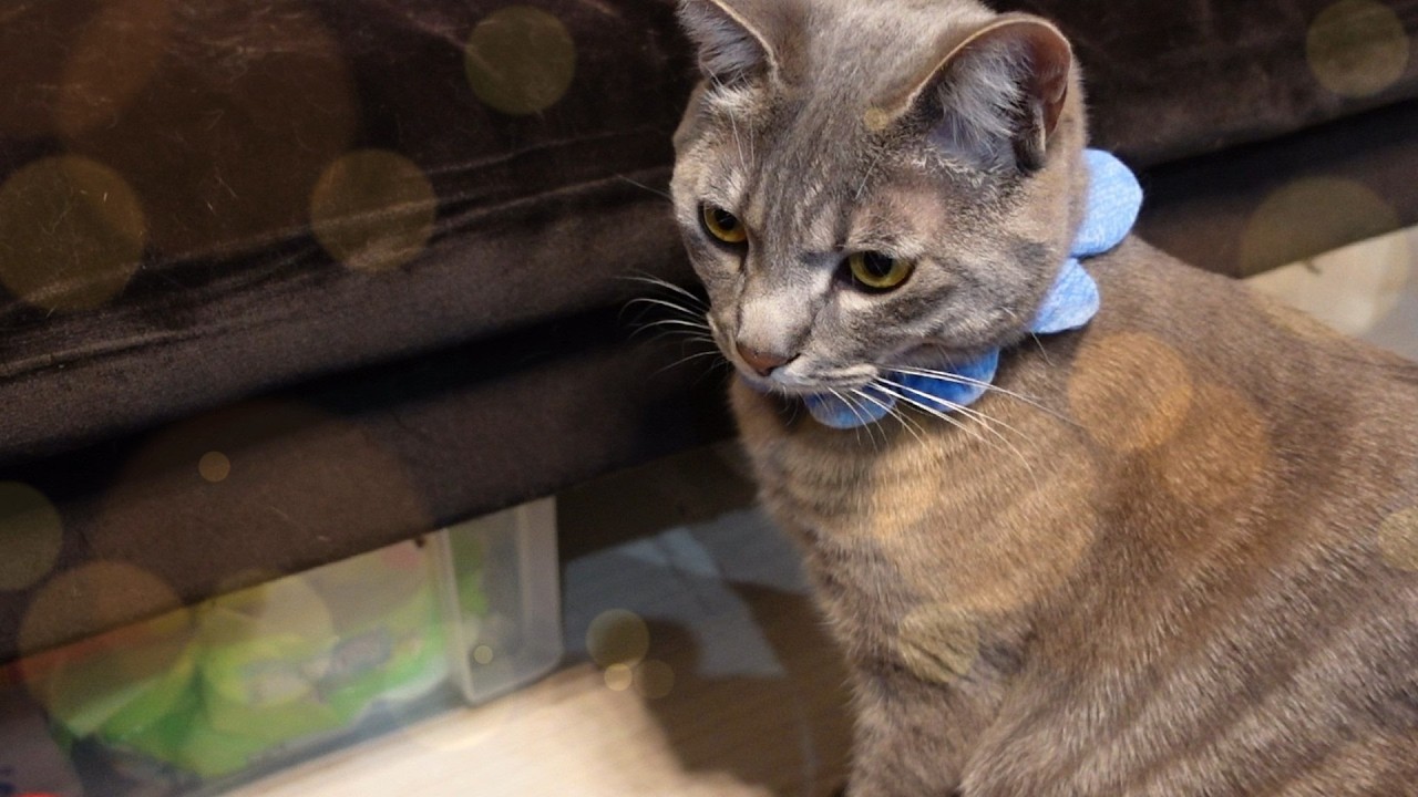 とーちゃんがまた何か買ってきたようです【熊次郎と虎次郎/アラフィフ夫婦と保護猫兄弟】
