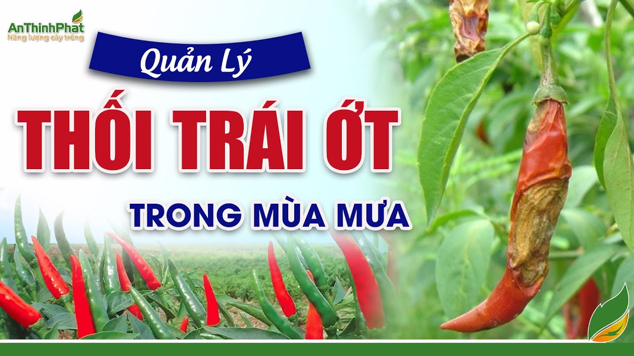 Quản Lý Thối Trái Ớt Trong Mùa Mưa | An Thịnh Phát