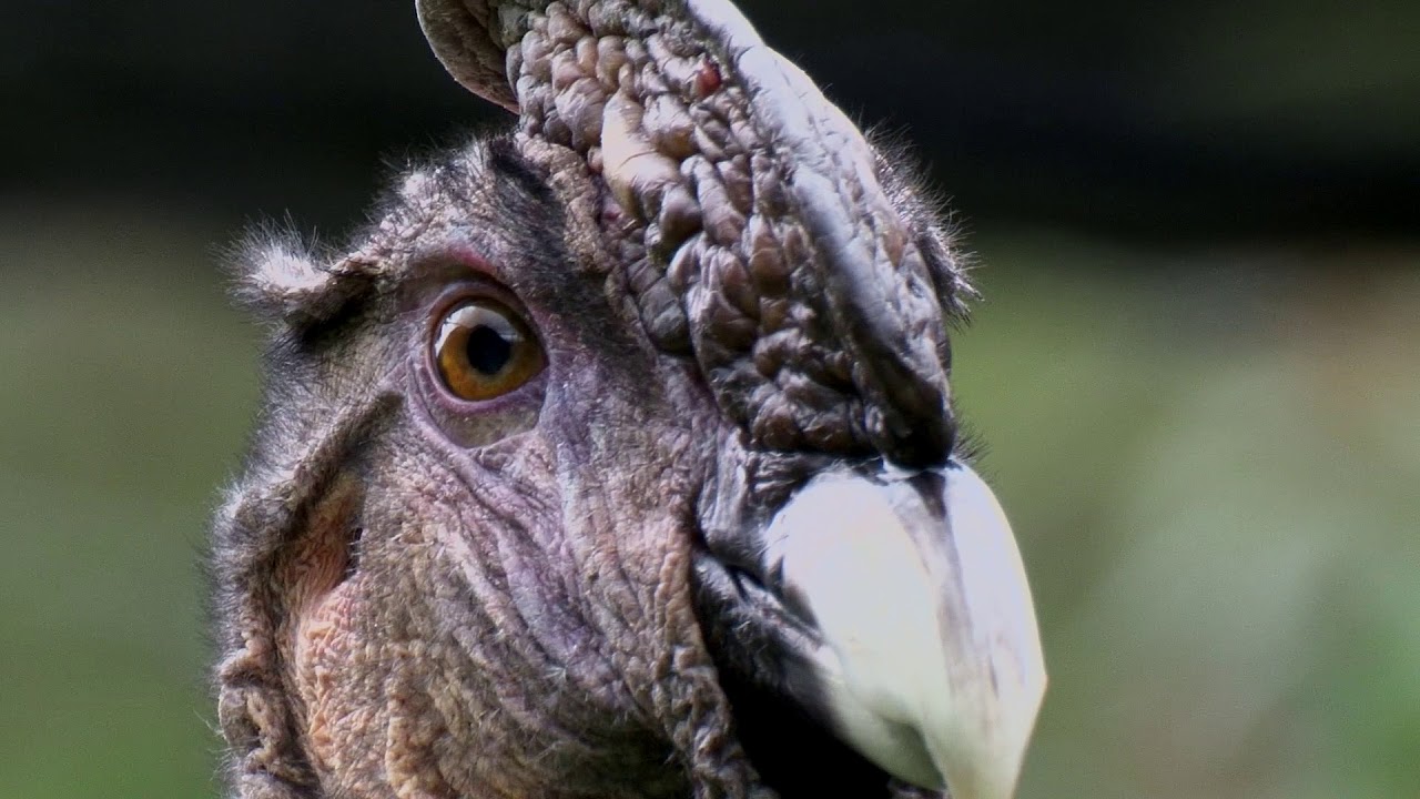 The Andean Condor