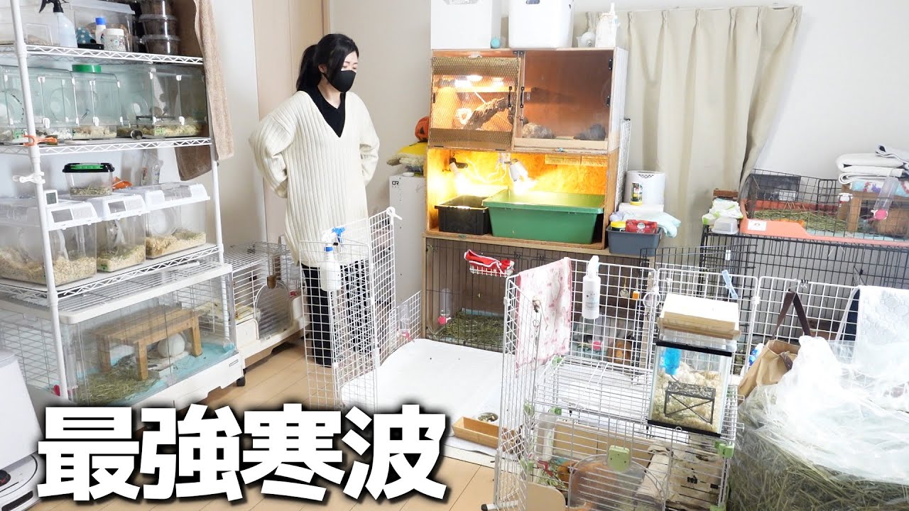 最強寒波と100匹と私