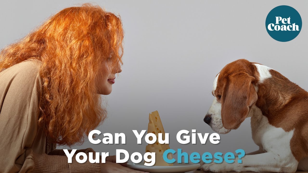 Can I Give My Dog Cheese?