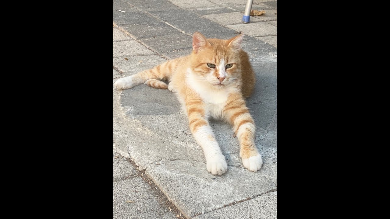 Kedinizin Adını Yazıyorum