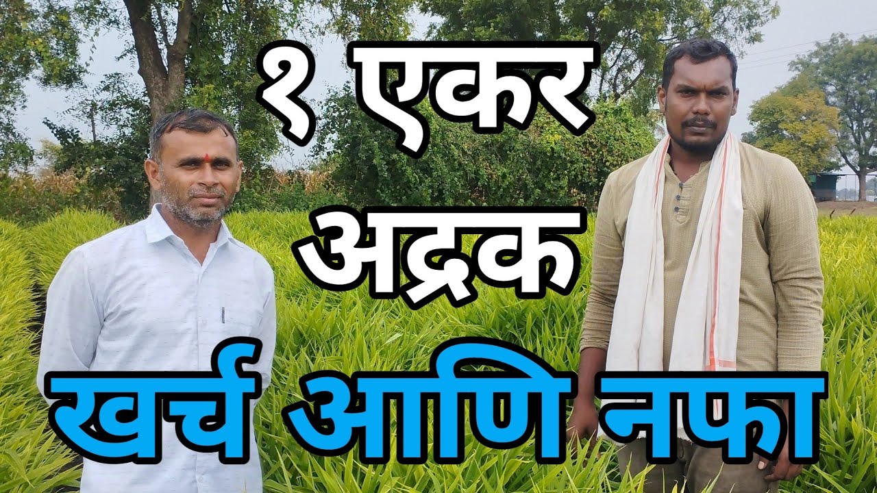 १ एकर अद्रक खर्च आणि नफा | एकरी १२ लाख रुपयांची अद्रक घेणारा शेतकरी  | मालामाल करणारी अद्रक शेती