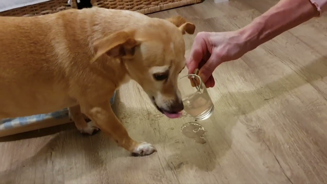  Собака та любимий яблочний чай/Dog and favorite apple tea🐕🐾 
