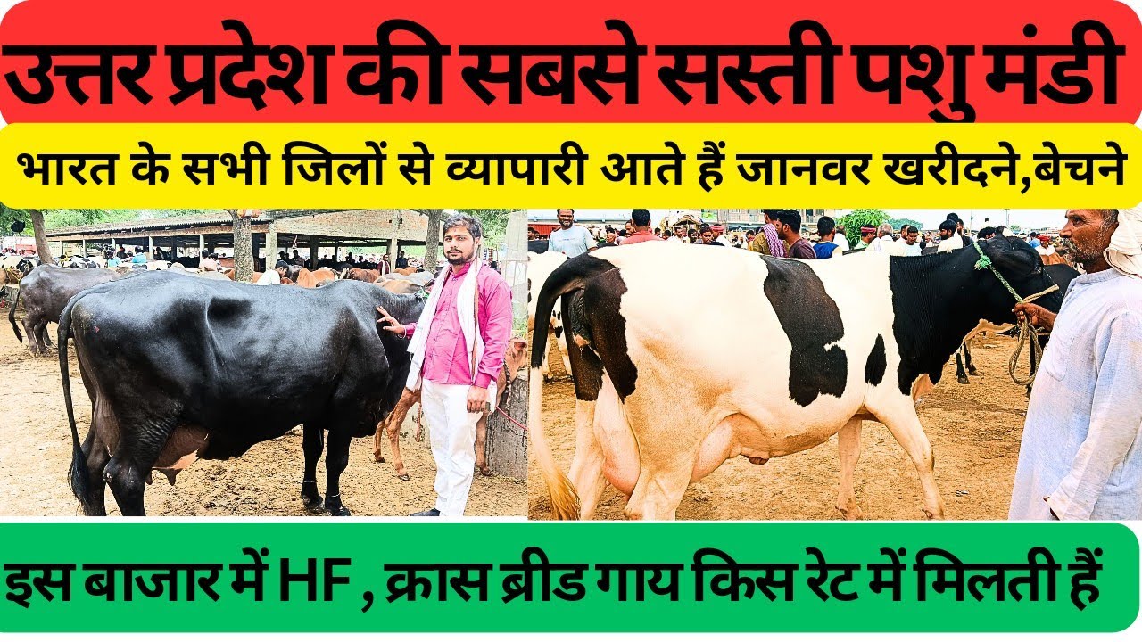 इस बाजार में भारत के सभी जिलों से व्यापारी जानवर खरीदने और बेचने,छपिया पशु मंडी गोरखपुर उत्तर प्रदेश