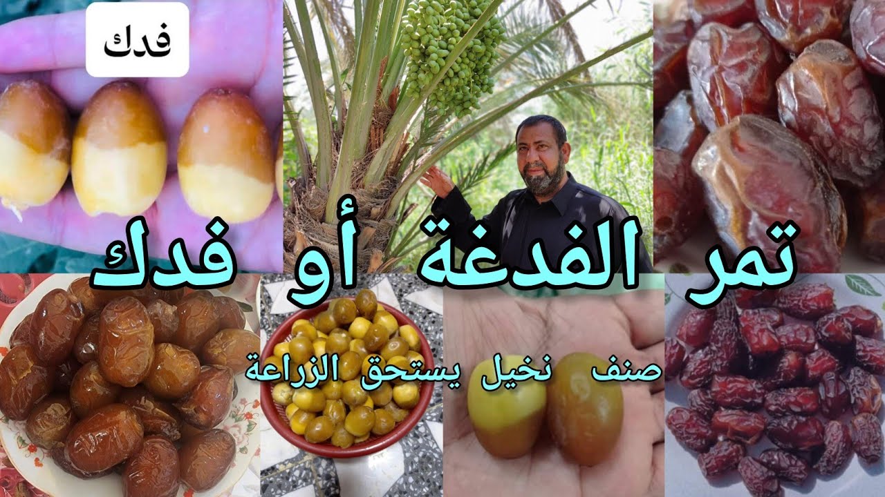 نخيل الفدغة أو تمر فدغة أو الفدغ (فدك أو فدكه ) صنف نخيل نجفي بامتياز لعشاق النخيل صنف يستحق الزراعة
