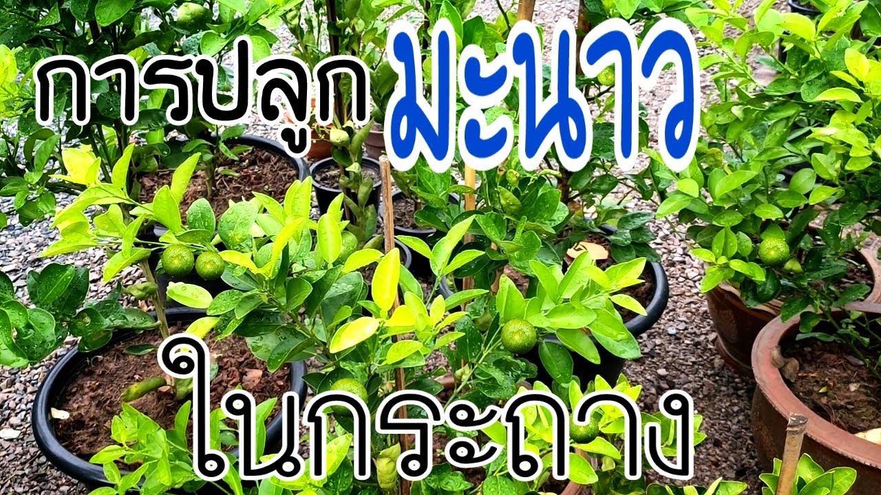 การปลูกมะนาวในกระถาง ให้ติดดอก ออกผล เก็บกินได้ตลอด