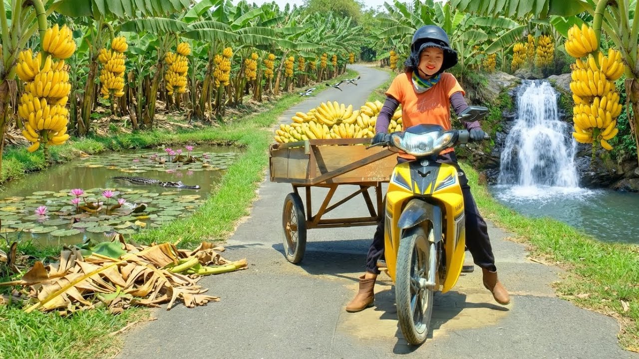 Harvest A Truckload Of Bananas After 360 Days Of Planting Take To The Market To Sell – Garden, Cook