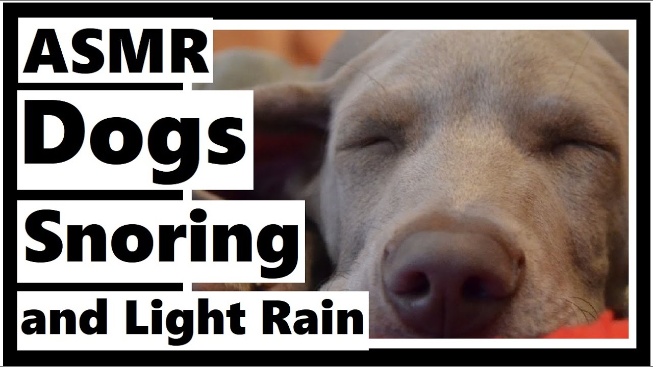 1 Hour of Dogs Snoring and Light Rain - ASMR
