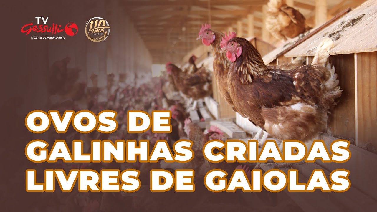 CONHEÇA A GRANJA DE GALINHAS POEDEIRAS CRIADAS LIVRES DE GAIOLAS | Sistema Free Range
