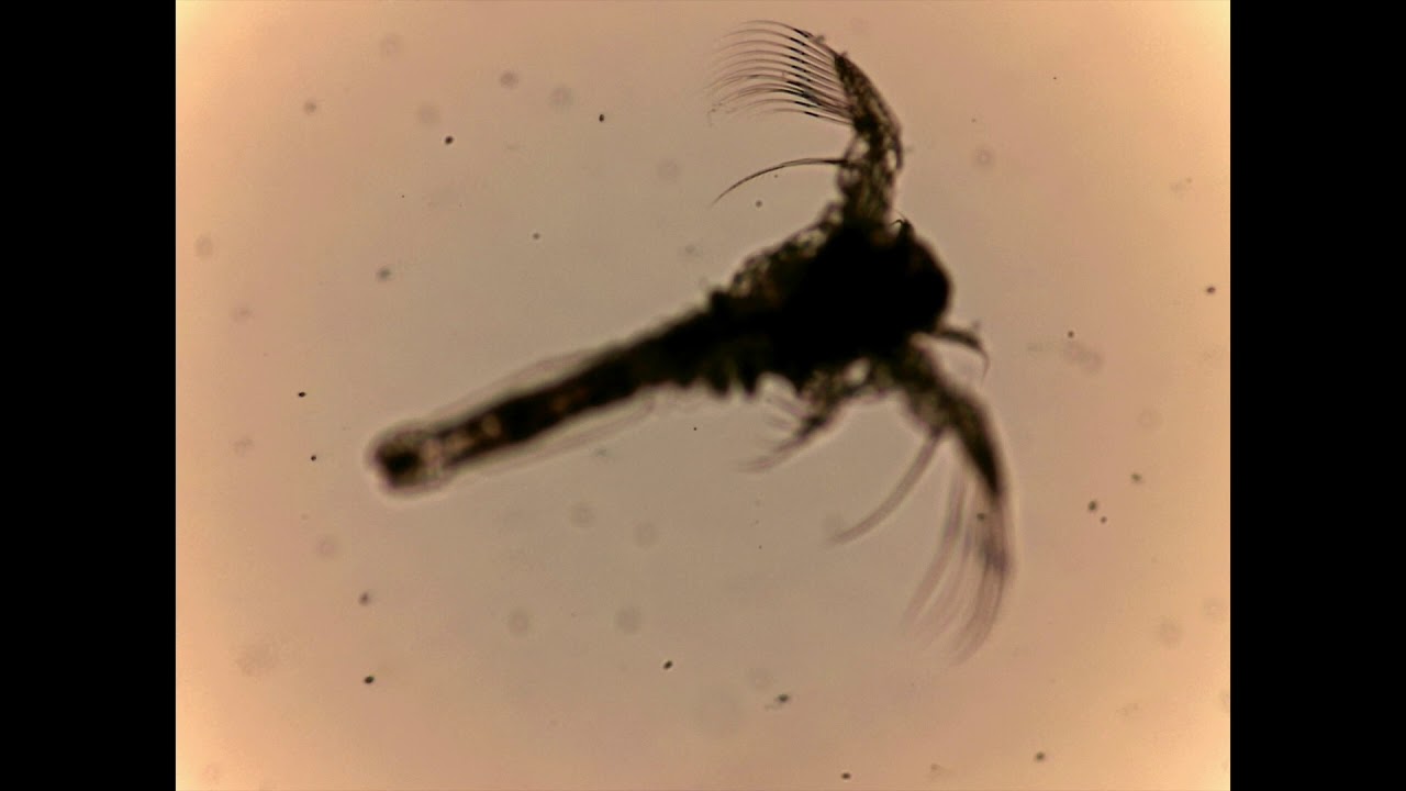 Artemia nauplius