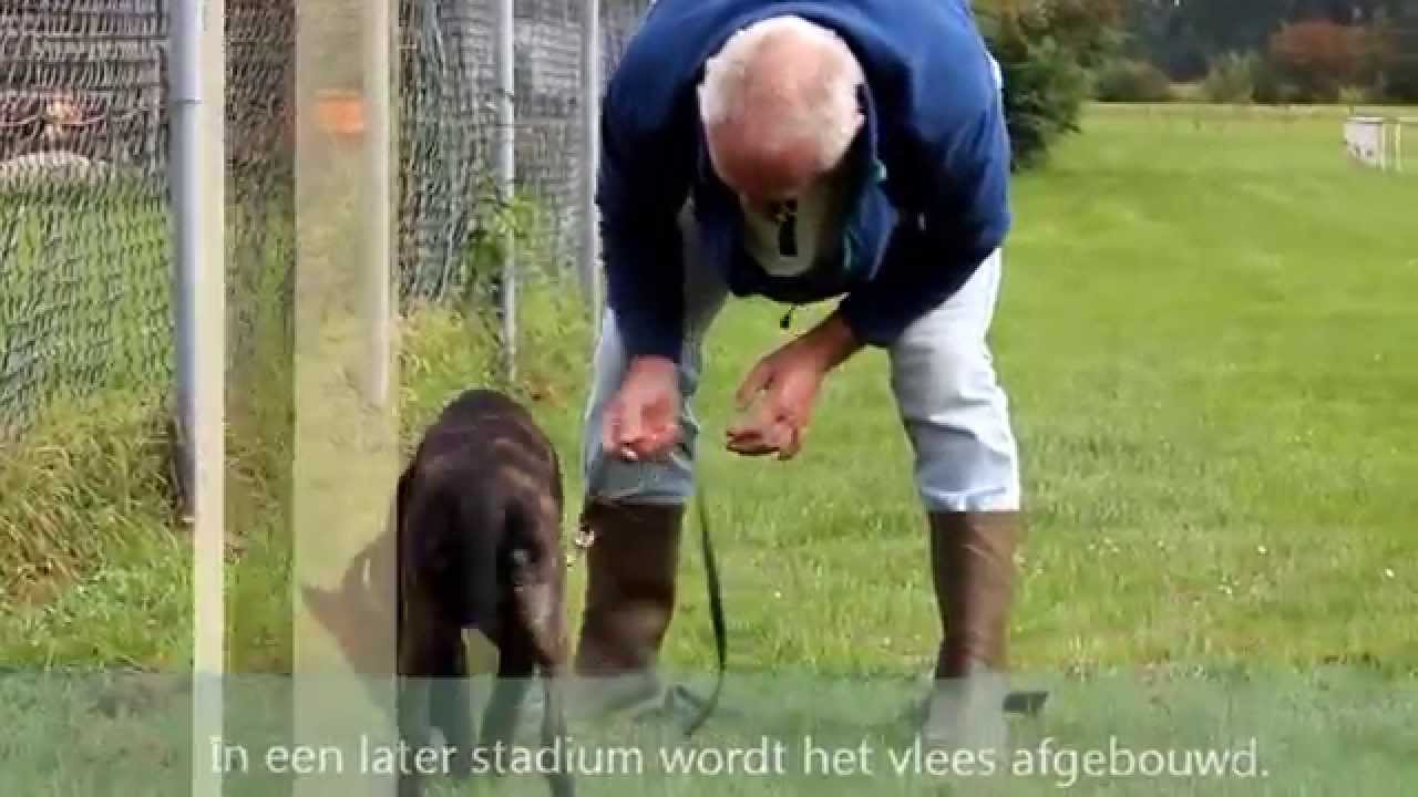 Speuren voor beginners