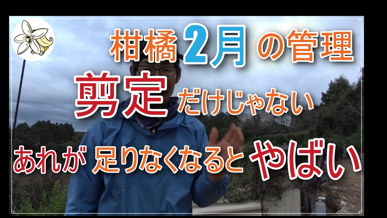 【剪定だけじゃない】柑橘２月の管理【２年に１度は入れてほしい資材】