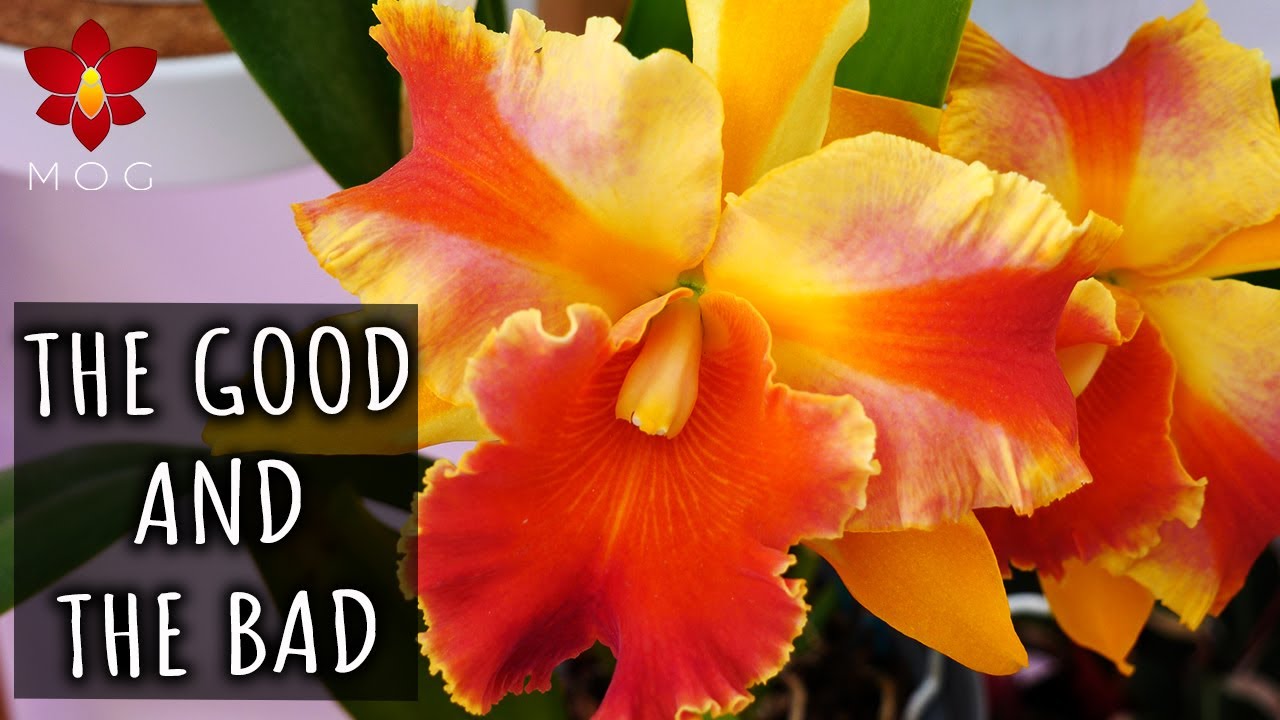 Know before buy! - Strengths & weaknesses of Cattleya Orchids