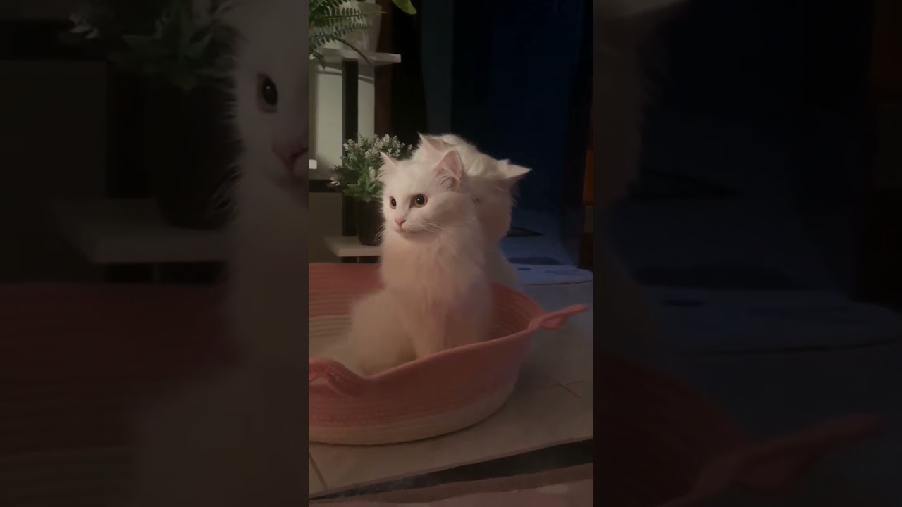 Cat lover's 💕#animalsdubbing#entertainment#youtubeshorts#funny#petlovers# #comedy#cat#Arshini274