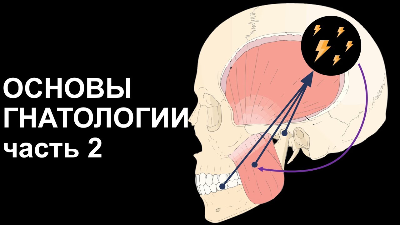 ОСНОВЫ ГНАТОЛОГИИ часть 2