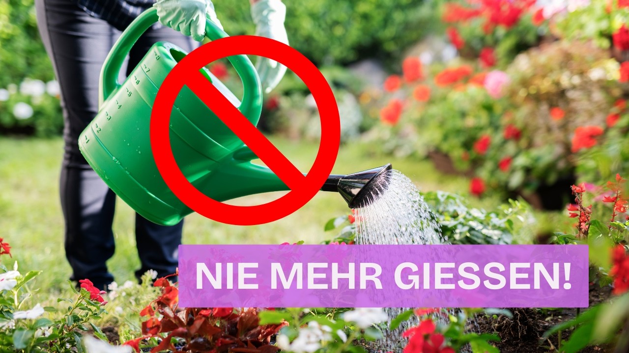 Nie mehr gießen?! Diese 7 Pflanzen feiern Hitze und Trockenheit – ganz ohne Gießkanne!
