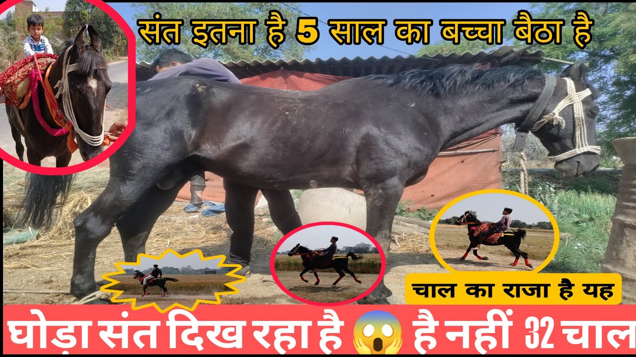😱🫰 काला घोड़ा इतना शांत चाल में ❓// इतना संत 5 साल का बच्चा भी बैठ सकता है // चाल नॉर्मल 32 से 45 है