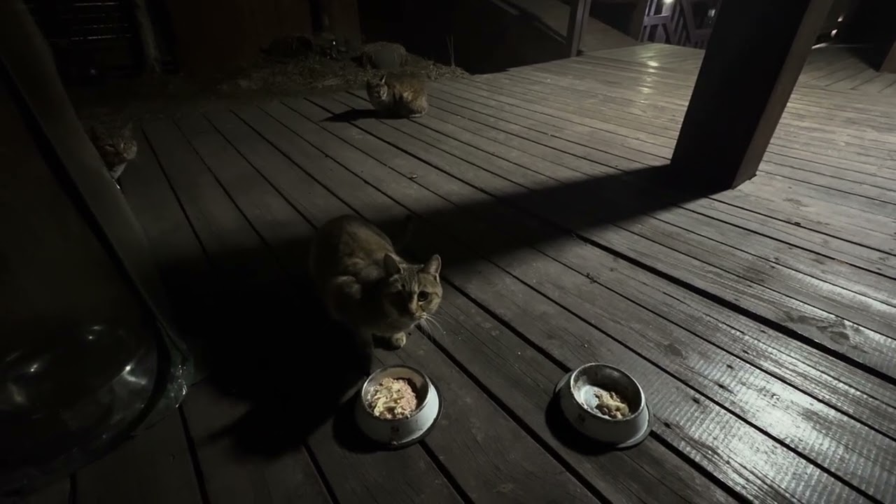 고양이 가족 저녁 식사시간