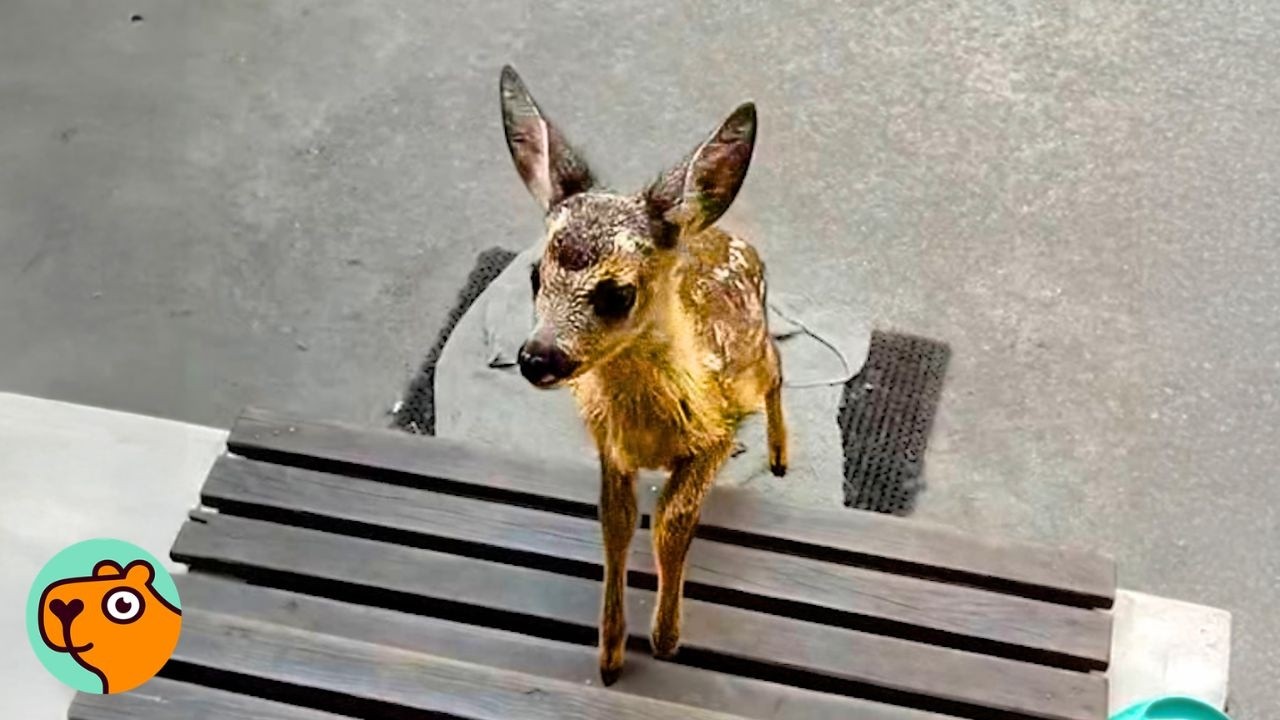 Baby Roe Deer Sneaks Inside The House To See His Fav Human | Cuddle Buddies
