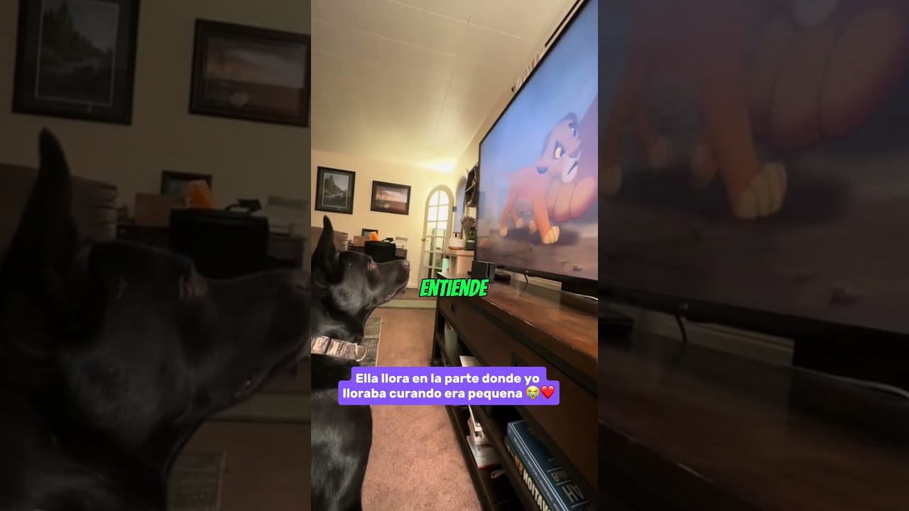 La REACCI&Oacute;N de este PERRO ante la pel&iacute;cula 'El Rey Le&oacute;n' te har&aacute; llorar❤️