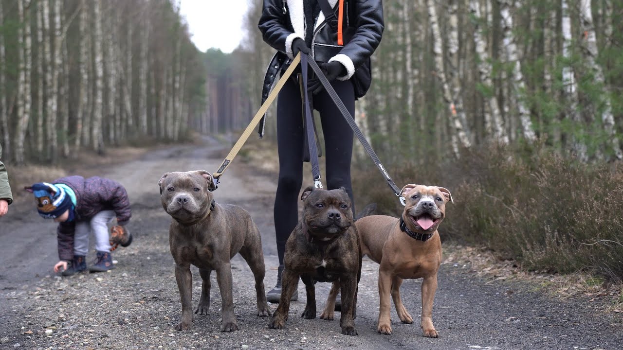 Staffordshire Bull Terrier - walk in the forest