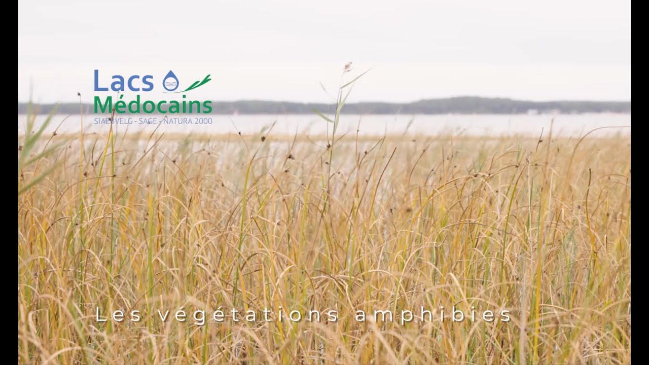 Les végétations des bords d'étangs médocains