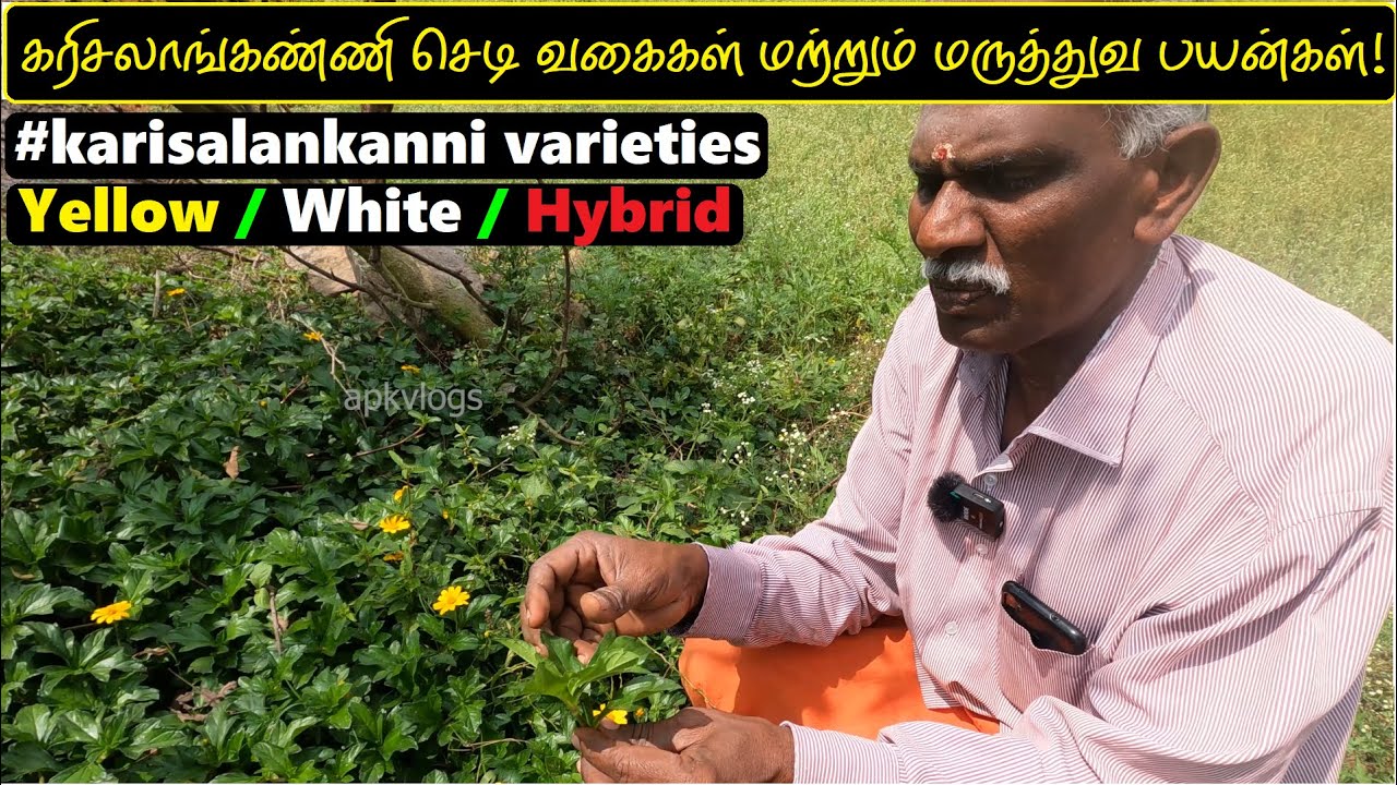கரிசலாங்கண்ணி செடி வகைகள் மற்றும் மருத்துவ பயன்கள் | karisalankanni varieties | Herbal Plants | #apk
