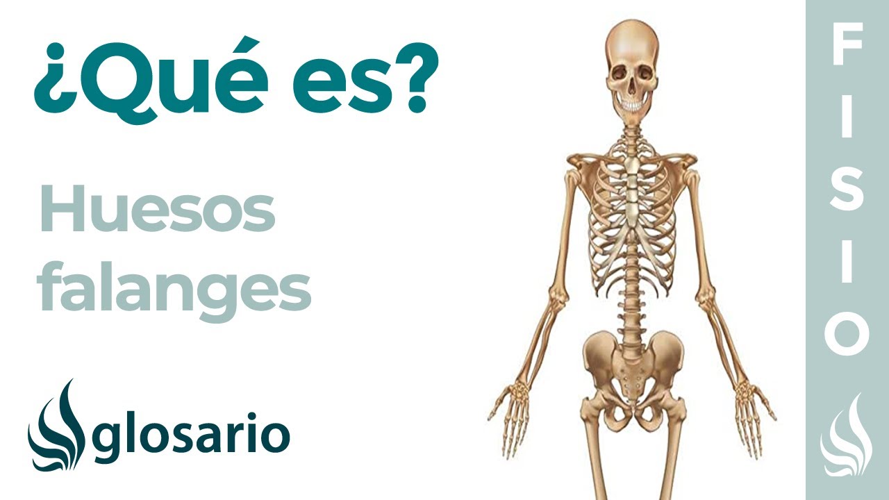 Huesos FALANGES | Qu&eacute; son, significado, d&oacute;nde se encuentran, funci&oacute;n y lesiones