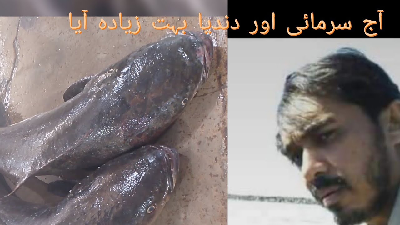 آج سرمائی اور دندیا بہت زیادہ آیا 