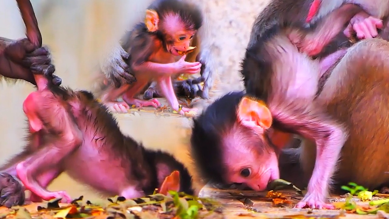 Very adorable moments of good mom and tiny baby monkey