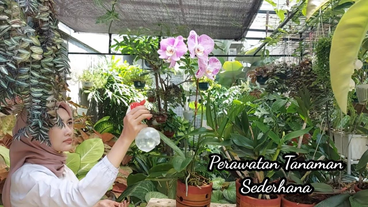 merawat dan menata tanaman di halaman depan | silent vlog