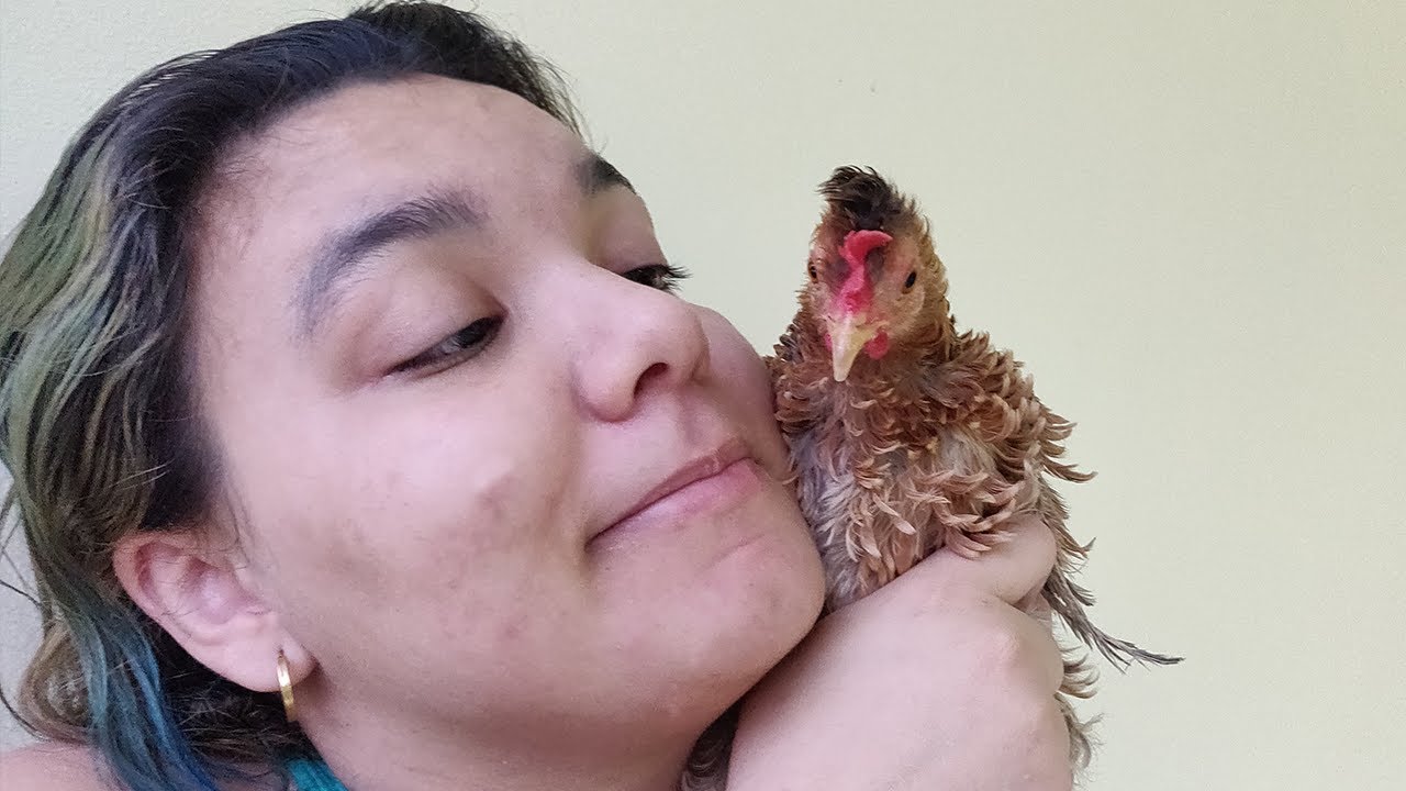 A GALINHA ACABOU DE FAZER ALGO INCRÍVEL !