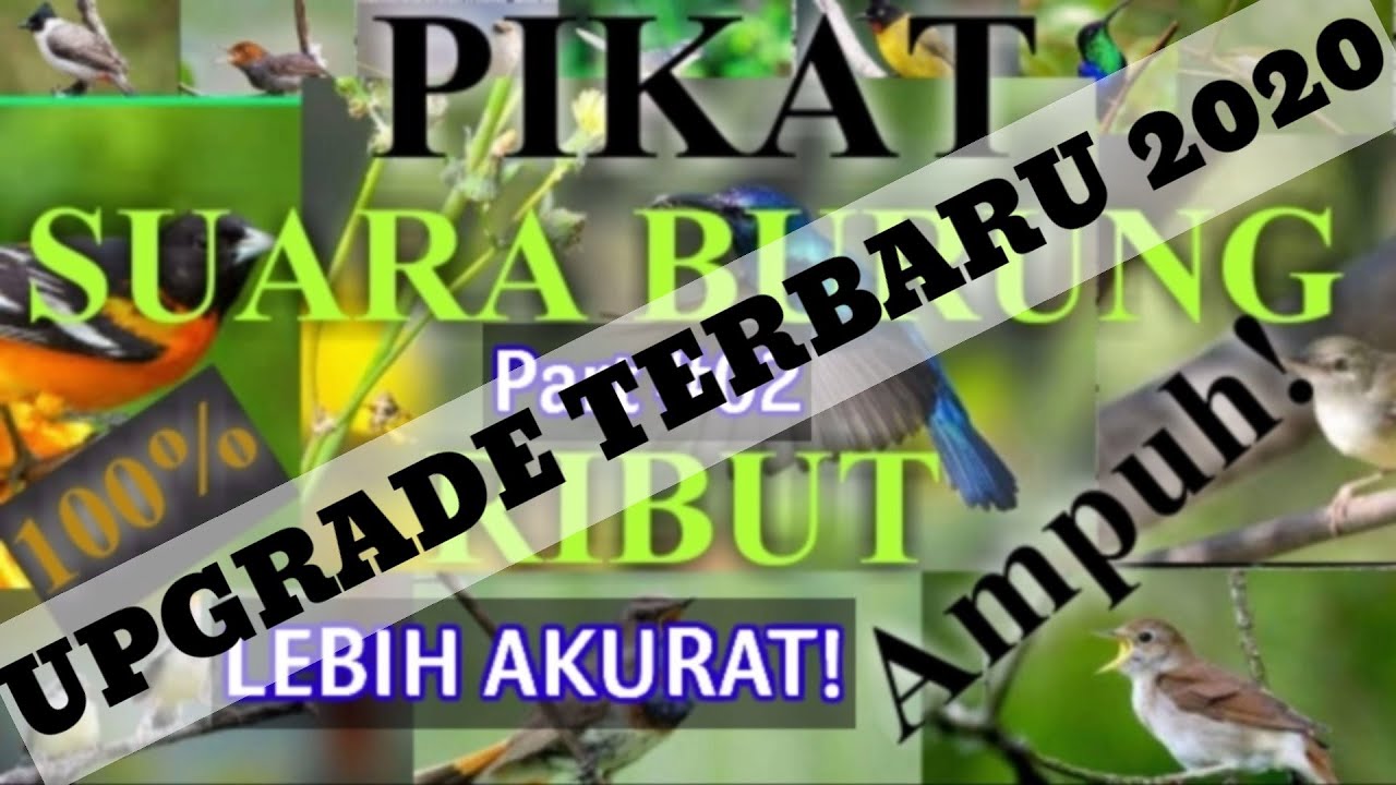 SUARA BURUNG RIBUT PART #02 || The sound of a bird of prey is very powerful 2020 NEW