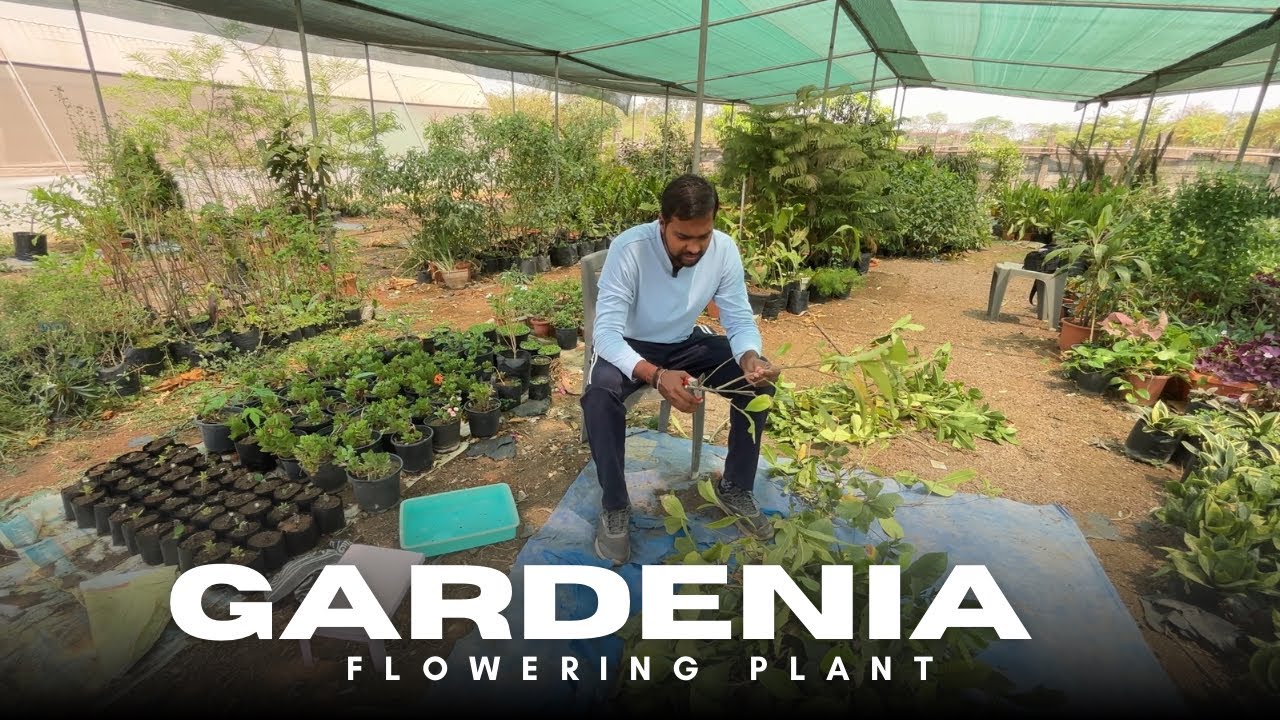 How to Propagate Gardenia from Cuttings | Easy Method
