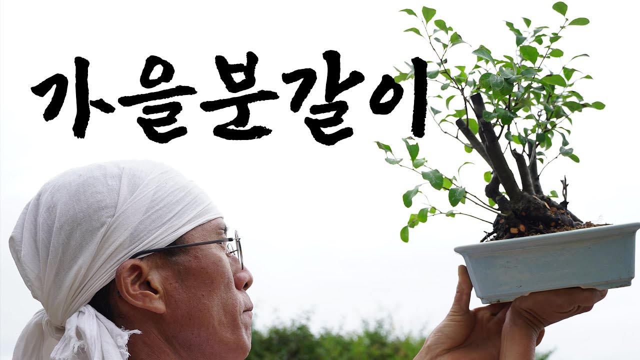 가을 분갈이 ㅣ 명자나무 ㅣAutumn Repotting