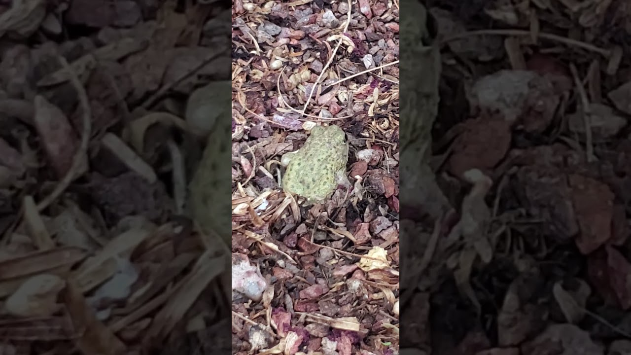 Frog Digging