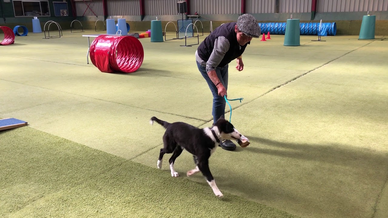 132 Hoe leer je jouw hond de betekenis van het woord 'vast' en 'los' aan?