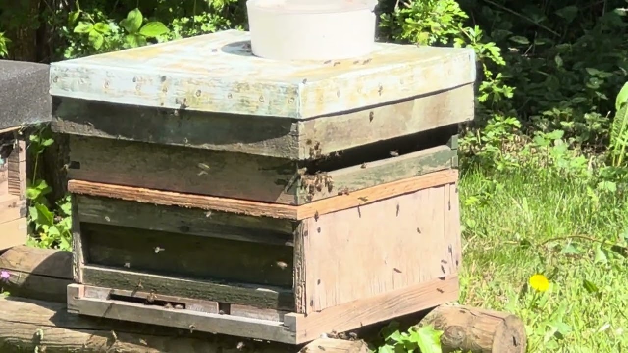 Double swarm of bees in Sheffield.